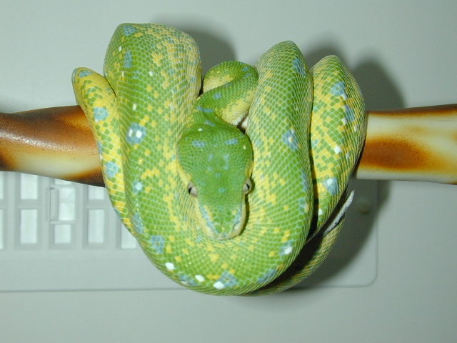 chondro